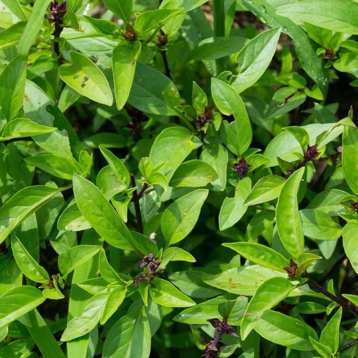 Stok Baru Daun Thai Basil Segar Langsung Panen - 1 Kg