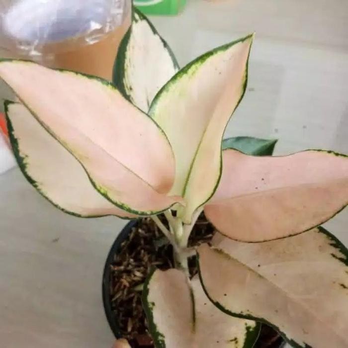 Jlterang  Tanaman Hias Aglonema Kochin Escada Aglonema Kochin