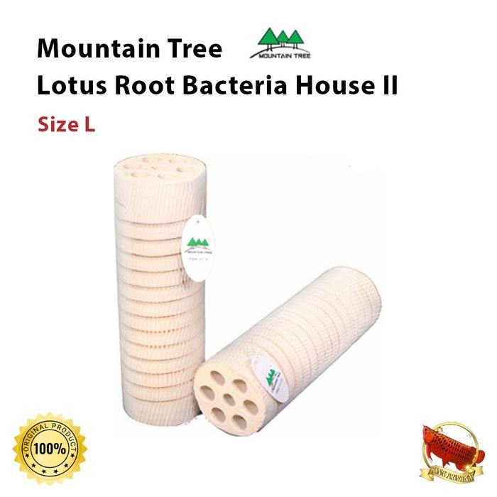 Mountain Tree Lotus Root Bacteria House II Size XL Rumah Bakteri Media