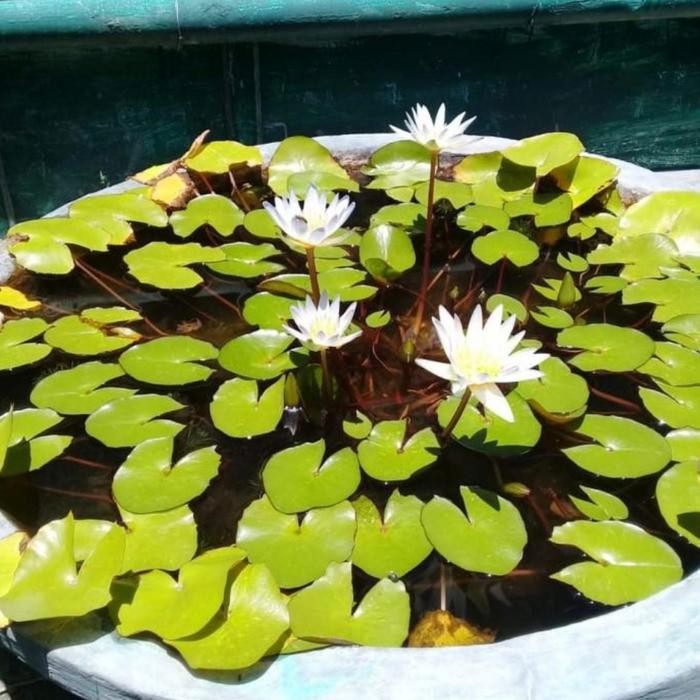 Tanaman air teratai mini - bunga teratai mini