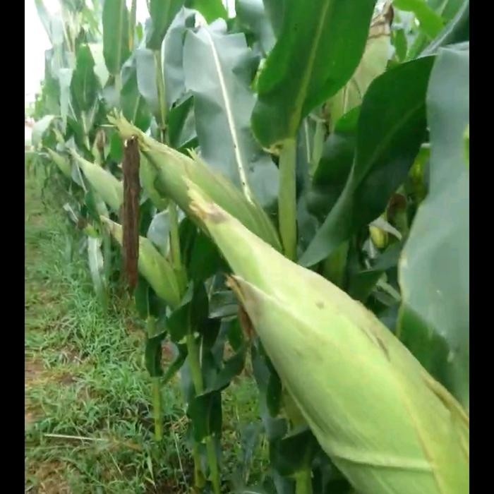 Maknyuss1 Benih Jagung / Jagung Perkasa Nk6172 / Jagung Tongkol 1 / Jagung Syngenta