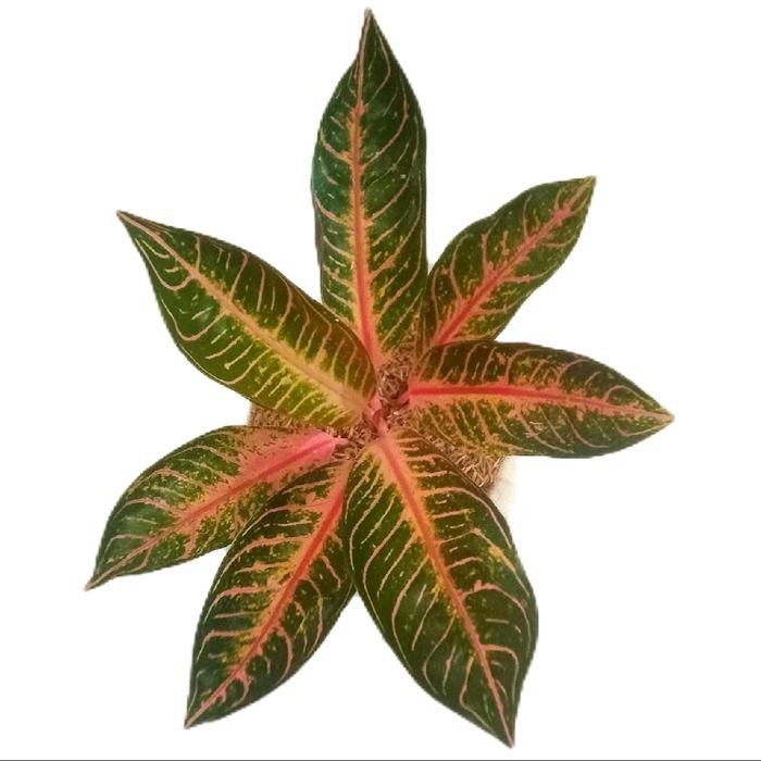 Bunga aglonema red Sumatra