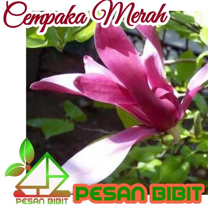 BIBIT BUNGA CEMPAKA MERAH KANTIL MERAH