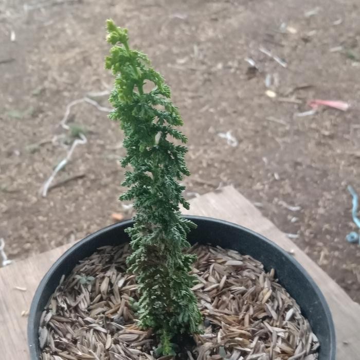 [ Bibit Bonsai Cemara Hinoki / Sekka Inoki ]