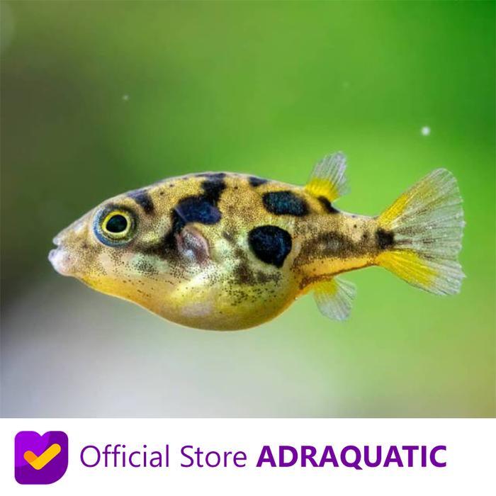 IKAN HIAS INDIAN PUFFER DWARF BUNTEL MINI BUNTAL INDIA PUFFERFISH