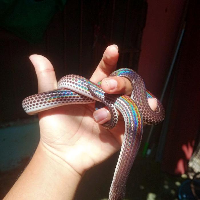 Ready Terlaris Ular Pelangi (Xenopeltis Unicolor) Juve Promo Murah