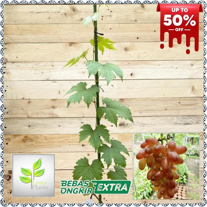 NEW paket 6 bibit anggur import - bibit anggur unggul - bibit buah anggur