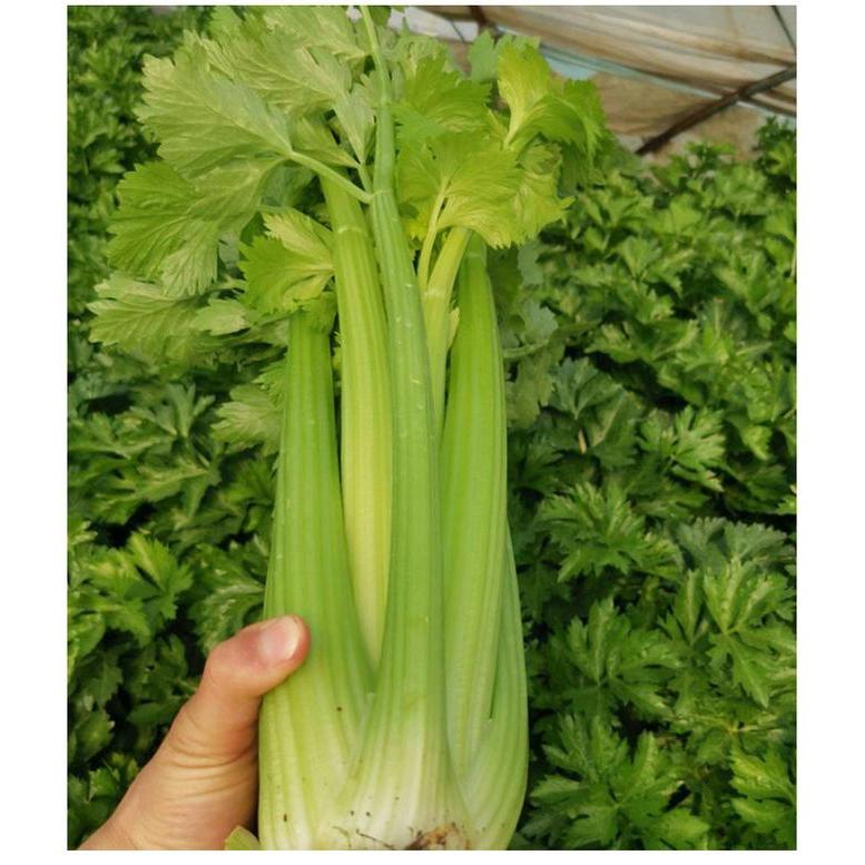 TERBAIK BENIH SELEDRI JUMBO ISI 150 BIJI