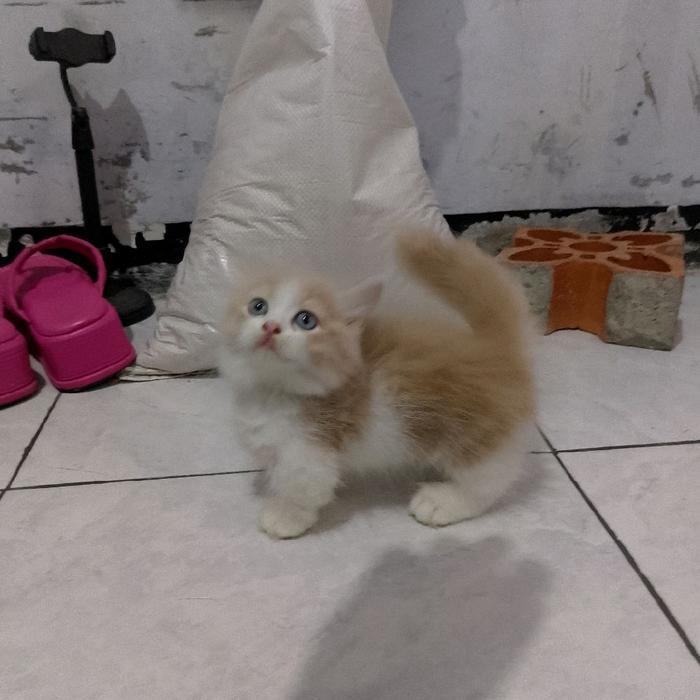 kucing Munchkin longhair Oren/kucing cebol oyen/kucing kaki pendek