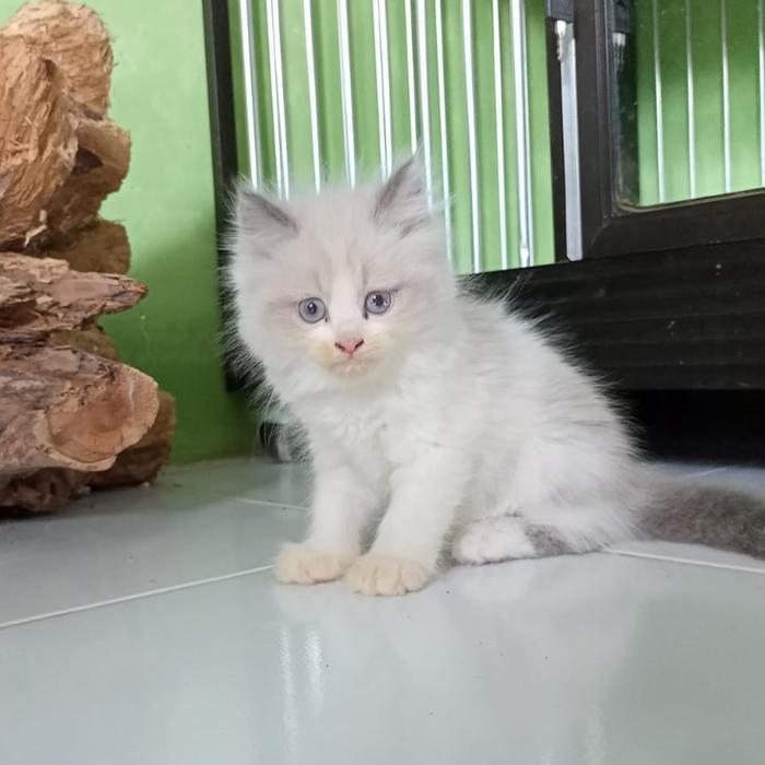 kucing ragdoll betina 3 bulan kurang