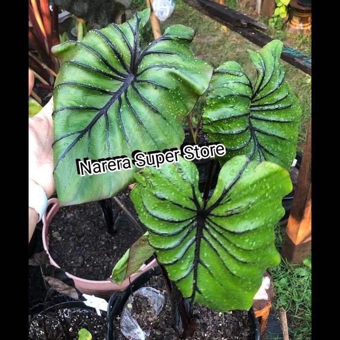 

Tanaman Hias Keladi Colocasia Topeng Faro Mask Murah Ekonomis Farao Mas Fira