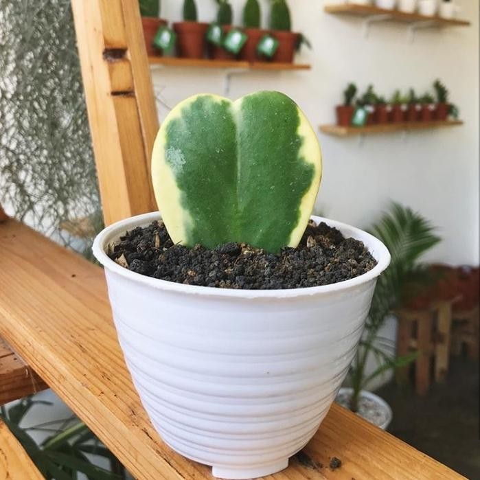

TANAMAN HIAS HOYA KERI LOVE VARIGATA + POT PUTI LENGKAP