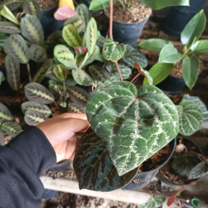 SM- Tanaman hias sirih wulung - sirih wulung