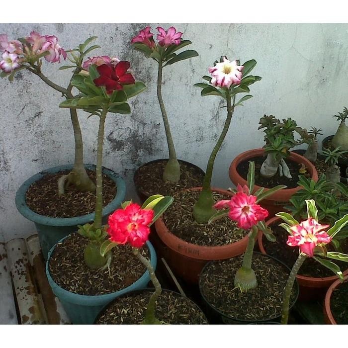SM- Tanaman Hias Adenium ORIGINAL BUNGA TUMPUK (Size A)