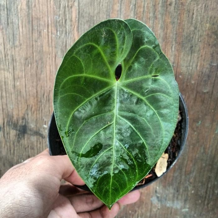 Jlterang Anthurium Regale X Magnificum