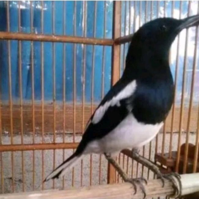 burung kacer jawa barat jantan semi pur