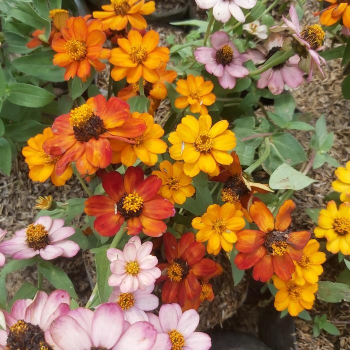 bibit tanaman kembang kertas