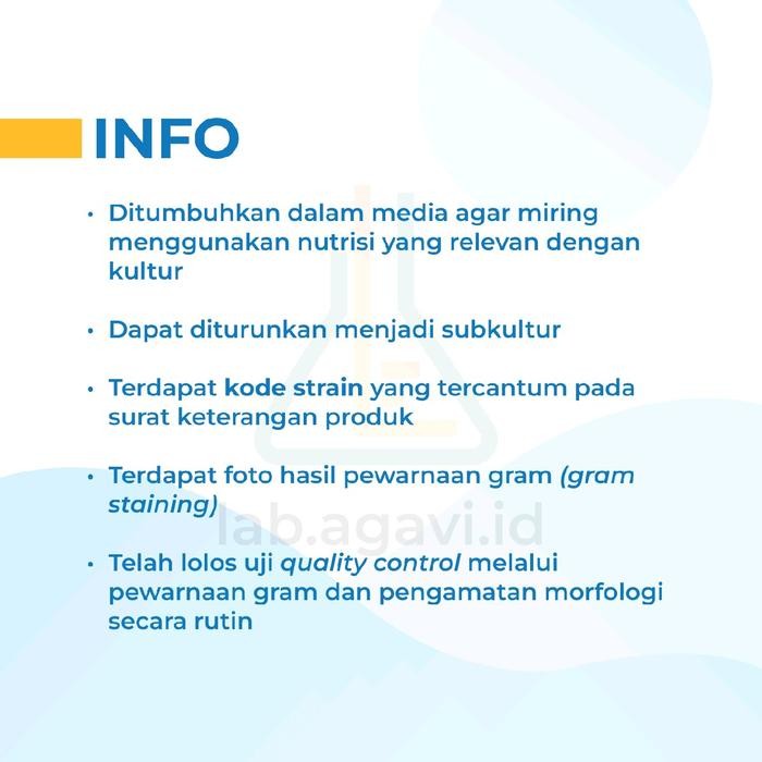 Isolat/Kultur Murni Pseudomonas aeruginosa