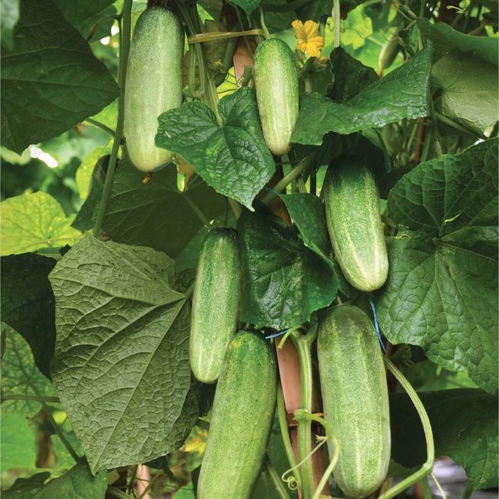 ID BENIH MENTIMUN/TIMUN VITANI ISI 50 BIJI CAP PANAH MERAH