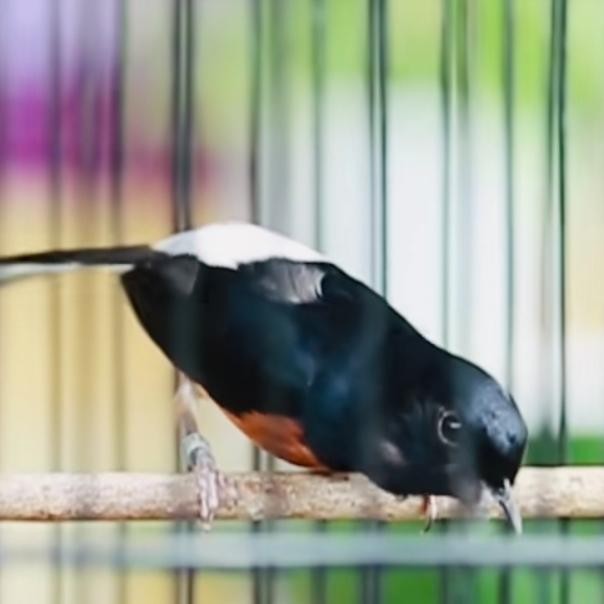 Promo Telur Burung Murai Batu Medan Super Promo 