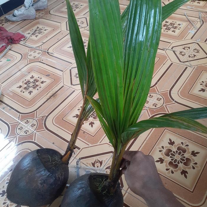 Bibit Kelapa Wulung Akar Merah Asli 100% Berkhasiat Untuk Obat