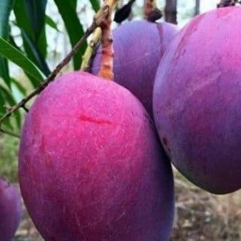 [ bibit buah mangga irwin ]