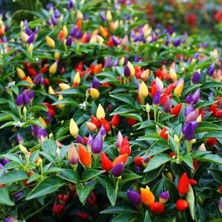 BIBIT F1 1 BENIH BIJI BIBIT SEEDS CABE PELANGI BOLIVIAN RAINBOW PEPPER CABAI HIAS PEDAS