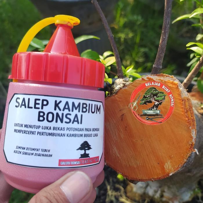 SALE  Salep Kambium Bonsai ORIGINAL