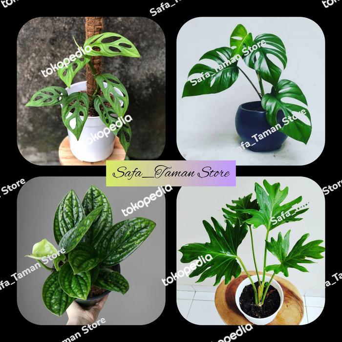 Paket 4 Hemat Tanaman hias Monstera