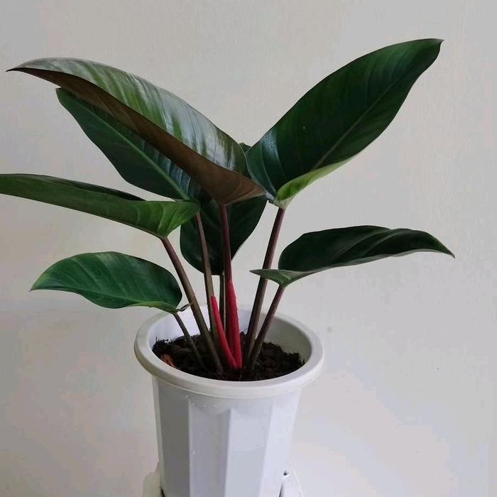 Juwara_Syatu Tanaman Hias Philodendron Rojo Congo/ Red Congo / Congo Rojo Bisa