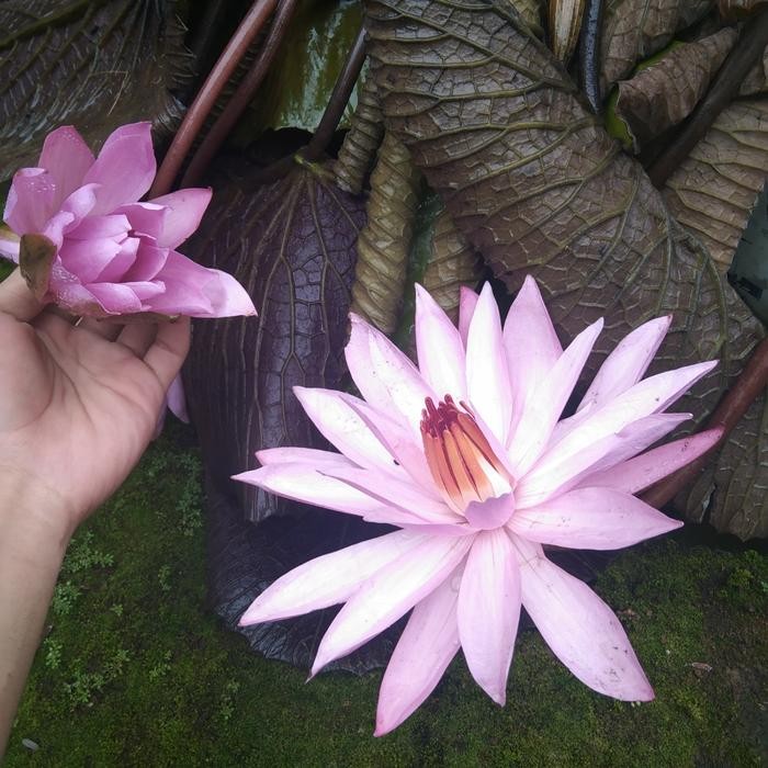 Jlterang Tanaman Hias Bunga Teratai Air, Tanaman Air ,Tanaman Hias Air