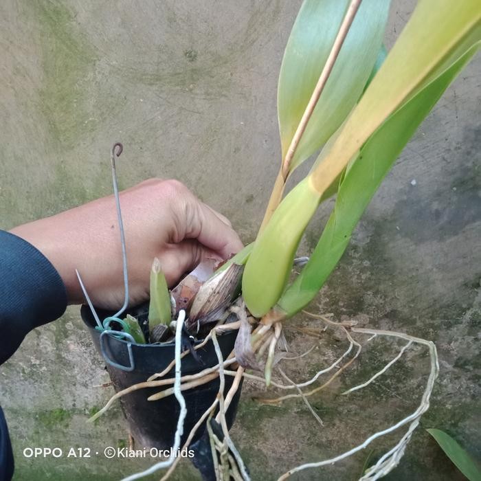 BERMUTU Anggrek Oncidium Brassia arcuigera DEWASA