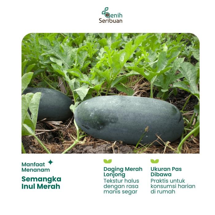 OBRAL Benih Buah Semangka Inul Merah Jumbo F1 Hibrida Premium - Benih Seribuan