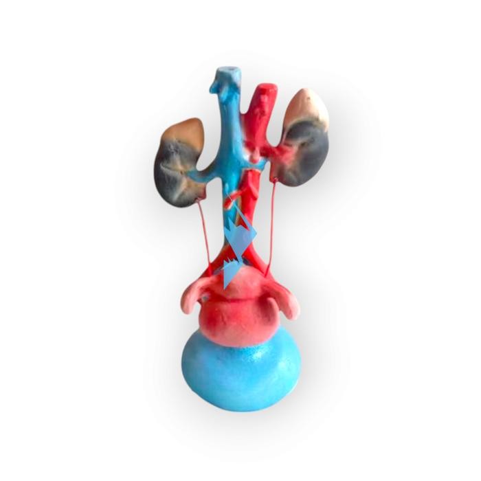 

Alat Peraga Pendidikan Anatomi Torso Model Ekresi Edukasi Sekolah