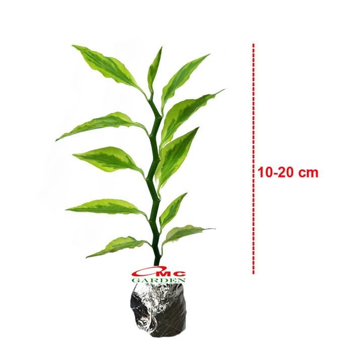 Jual Zig Zag Zigzag Plant Patah Tulang Euphorbia Tirucalli Tanaman 1020