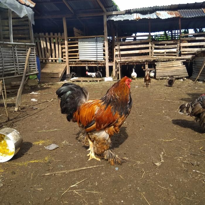 AYAM BRAHMA JANTAN DEWASA