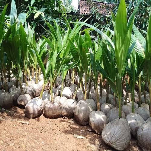 Bibit Kelapa Dwarf Indian Kelapa Dwarf Kerdil Super Genjah