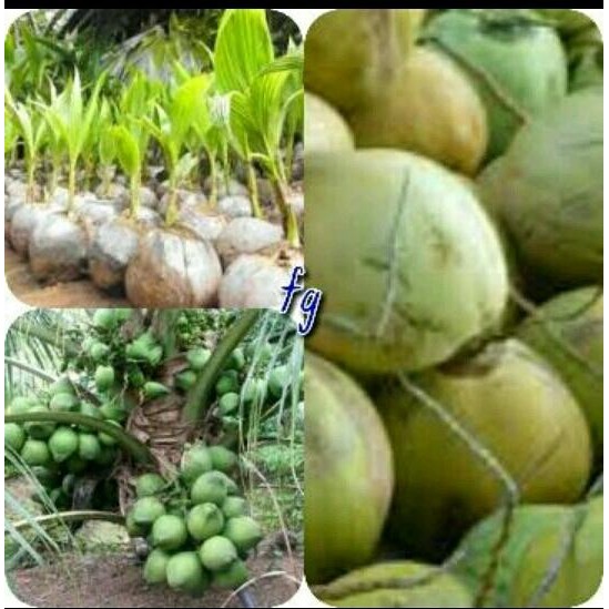 bibit kelapa kopyor super genjah
