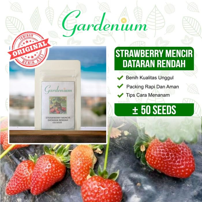 GARDENIUM Benih Strawberry Mencir Dataran Rendah Stroberi Unggul