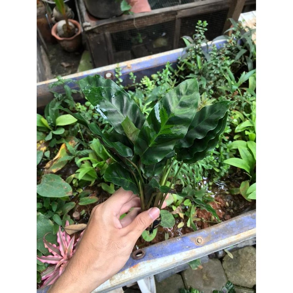 [ Tanaman Paludarium/Terarium - Calathea Lancetolistna Purple ]