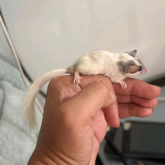 African Pigmy Dormice Tupai Mini Afrika Baby Trah Snow White