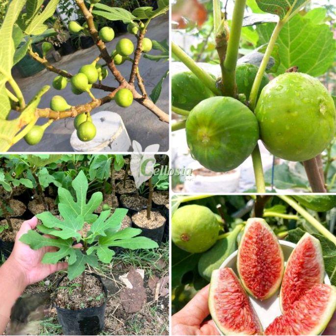 Ready Pohon Tin Tanaman Tin. Tanaman Buah Segar Siap Dipesan Stok Tersedia