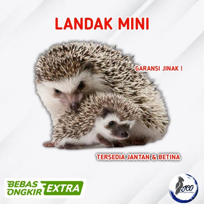 Landak Mini Jinak Hedgehog Lamin Landak Mini Jinak