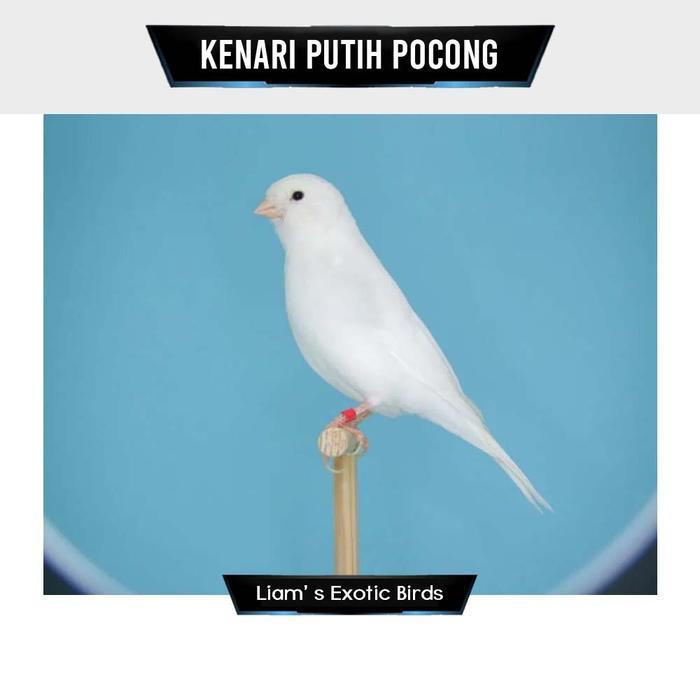 Burung Kenari Putih Pocong Bahan Jantan