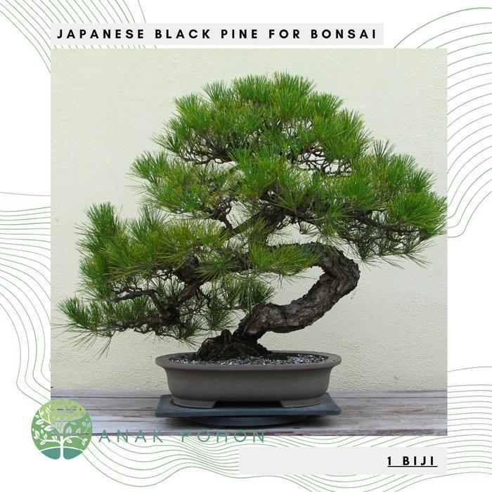 Benih Bibit Biji - Japanese Black Pine / Pinus Hitam Jepang (Pinus thunbergii) Exotic Tree for
