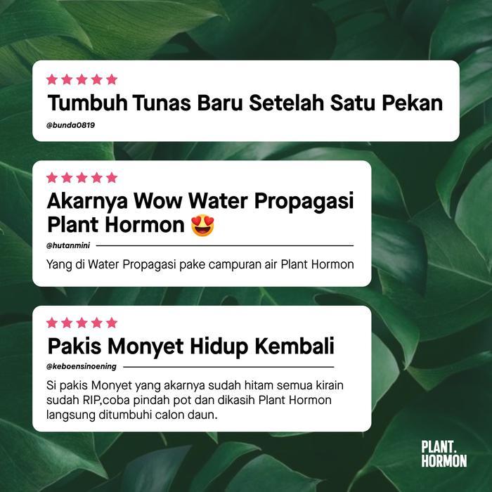 NEW plant hormon hormon tanaman