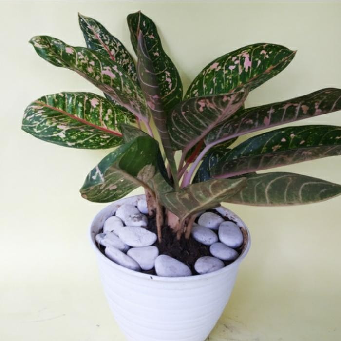 

tanaman Donacarmen + pot tawon