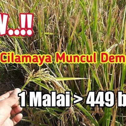 PRODUK TERBATAS Benih Padi Unggiul Cilamaya Muncul 5 kg Anakan Banyak