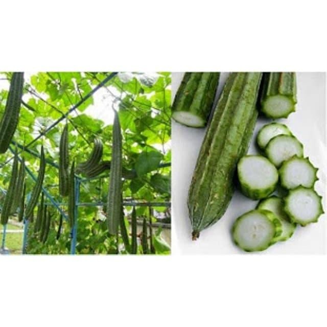 

Pilihan- Labu Oyong (Labu Gambas) 1 Kg