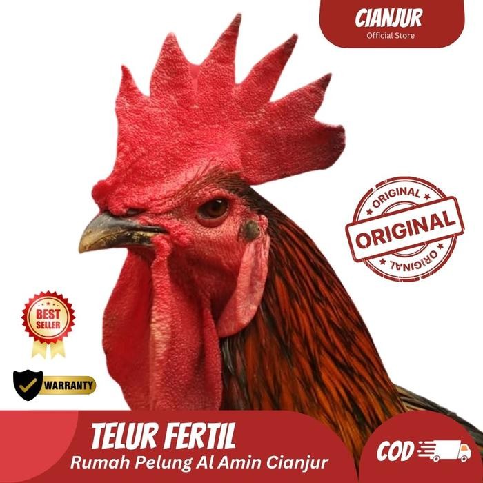 

New Telur Ayam Pelung Untuk Ditetaskan Fertil
